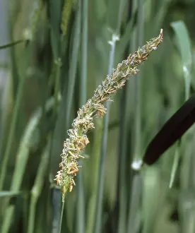 Stamens: Blackgrass in flower