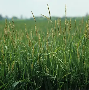 Alopecurus: Blackgrass flowering in Wheat crop