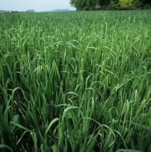 Alopecurus: Blackgrass plants in an immature wheat crop