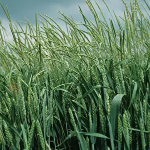 Weeds: Blackgrass in wheat crop