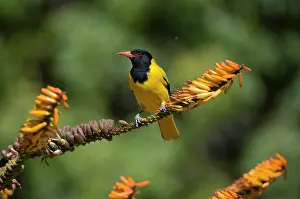 Oriole: Blackheaded Oriole - Kruger National Park, Transvaal