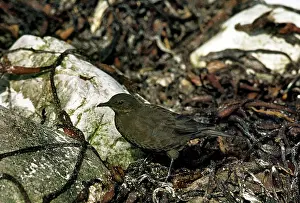 Blackish: Blackish Cinclodes