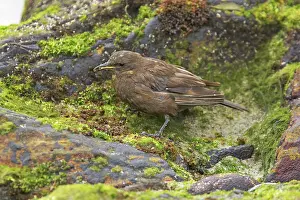 Blackish: Blackish Cinclodes or Tussac-Bird - feeding on