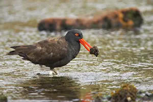 Blackish: Blackish Oystercatcher - with catch in beak