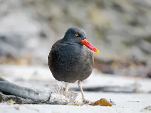 Kelp: Blackish oystercatcher at the coast of Sea Lion Island