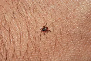 Ticks: Blacklegged Tick