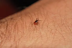 Ticks: Blacklegged Tick