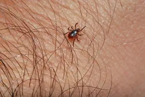 Ticks: Blacklegged Tick