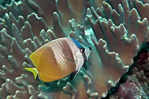 Chaetodon: Blacklip Butterflyfish