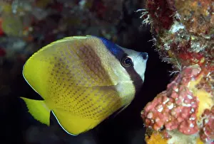 Butterflyfish: Blacklip Butterflyfish by coral reef