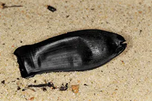 Blackmouth Catshark (Galeus melastomus) Mermaids