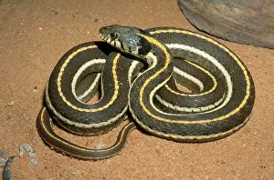 Herps: Blackneck Garter Snake
