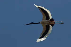 31517: Blacknecked Stork Flying above Peppimenarti Community