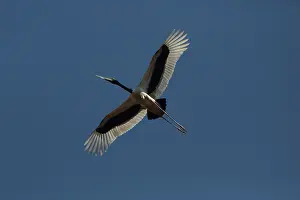 31517: Blacknecked Stork Flying above Peppimenarti Community