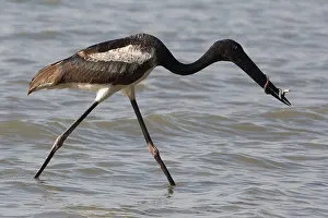 Captured: Blacknecked Stork Immature male with a captured snake