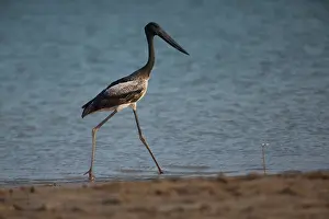 31517: Blacknecked Stork immature striding along Lee Point Be