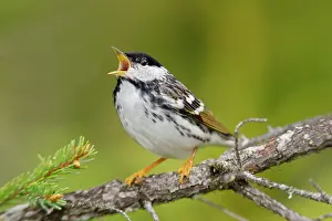 Blackpoll: Blackpoll Warbler