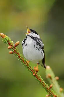 Blackpoll: Blackpoll Warbler