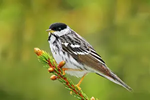 Blackpoll: Blackpoll Warbler