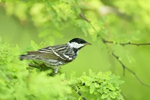 Striata: Blackpoll Warbler