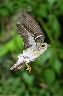 Striata: Blackpoll Warbler
