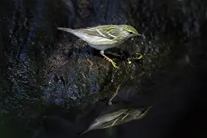 Striata: Blackpoll Warbler