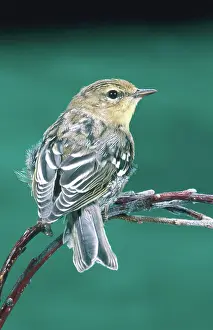 Striata: Blackpoll Warbler