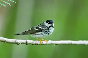 Blackpoll: Blackpoll Warbler - male on Spring migration
