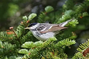 Striata: Blackpoll Warbler. Male on territory in spring