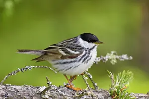 Striata: Blackpoll Warbler. Male on territory in spring