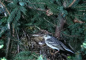 Blackpoll: BLACKPOLL WARBLER - NESTING