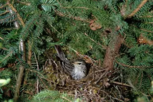 Blackpool: Blackpool Warbler - on nest