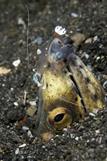 Shrimps: Blacksaddle Snake Eel in hole being cleaned by Magnificent