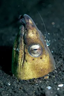 Eels: Blacksaddle Snake Eel in hole with Commensal Shrimps