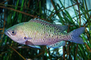 Chromis: BLACKSMITH Fish