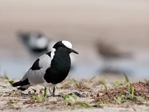 Armatus: Blacksmith Lapwing