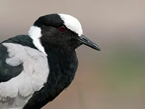 Armatus: Blacksmith Lapwing