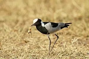 Vanellus: Blacksmith Lapwing