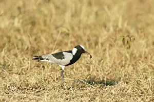Vanellus: Blacksmith Lapwing