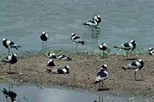 Armatus: BLACKSMITH PLOVER