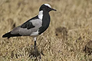 Armatus: Blacksmith Plover