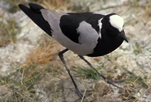 Armatus: Blacksmith plover