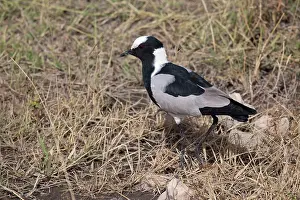 Plovers: Blacksmith Plover / Blacksmith Lapwing