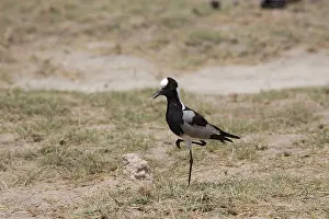 Plovers: Blacksmith Plover / Lapwing Amboseli National Park, Kenya