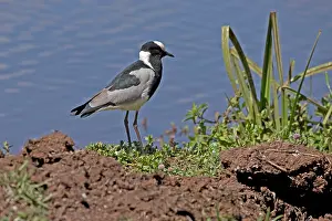 Conservancy: One Blacksmith plover, Vanellus armatus, Lewa Wildlife