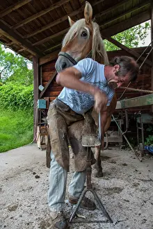 Heavy: Blacksmith working on Trait Comtois horse - France