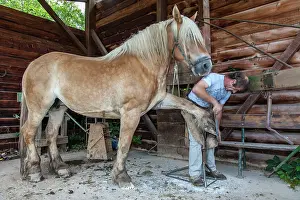 Heavy: Blacksmith working on Trait Comtois horse - France