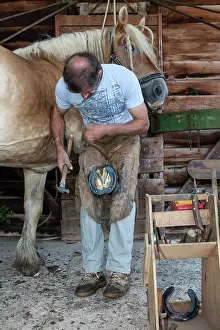 Materials: Blacksmith working on Trait Comtois horse - France