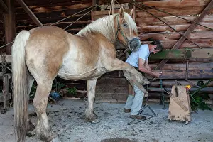 Materials: Blacksmith working on Trait Comtois horse - France