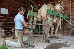 Materials: Blacksmith working on Trait Comtois horse - France